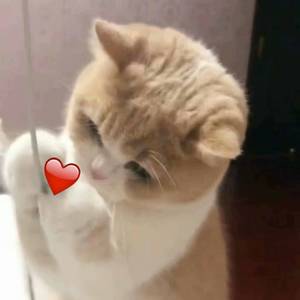 四川BBMBBB凸凸凸大视频
